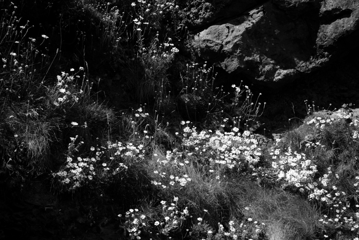 Black and White image of light dappling onto daisies growing on rocks